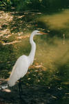 My only egret in life